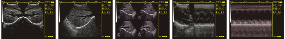 V-20掌上B型超聲診斷儀(動物版)一流的數(shù)字成像技術(shù)，圖像更清晰